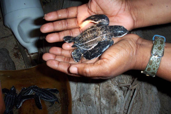 Baby Turtle