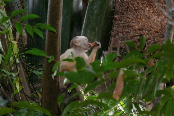 Capuchin Monkey