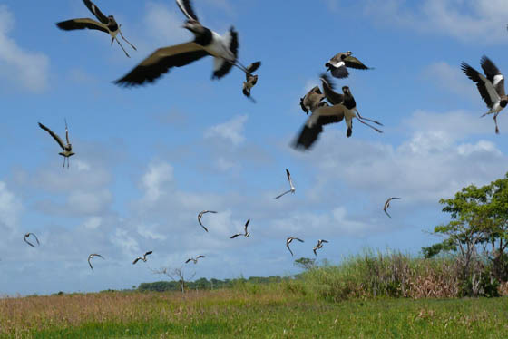 Birds!
