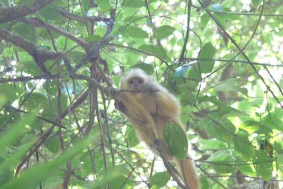 Capuchin Monkey
