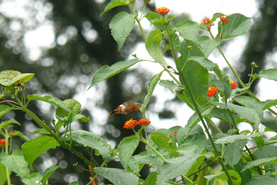Humming Bird Eating