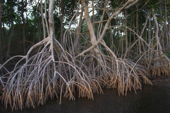 Mangrove Swamp